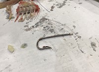 釣來的魚調理前先注意魚嘴內或胃部有無殘留異物!近日就有鄉親買了一條釣來的大頭魚,結果煮的時候沒注意,吃的時候好在舌頭先觸碰到異物,原來是一根超大的魚鉤,直呼好險!(圖/文:曹重偉)