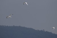近日英國鳥類生態攝影家在菲律賓達沃省發現3隻神話之鳥,引起生態學家高度關注。(圖/摘自Birding Mindanao網站)