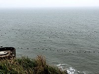 　北竿橋仔漁民完成海帶掛養，預估3至4個月後可收成。（圖／文：陳鵬雄）