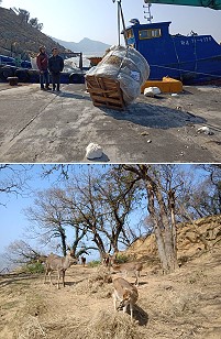 解決大坵梅花鹿糧食不足問題,產發處24日運補苜蓿草和盤古拉草送上大坵島。(圖:產發處)