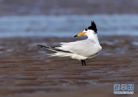 ▲極度瀕危的中華鳳頭燕鷗的全球數量首次超過100隻。（圖／新華社）