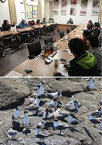 馬管處和連江縣交旅局合作擴大辦理賞鷗活動,研商推動賞鷗活動結合大坵生態遊程可行性。(圖:吳嘉榮、本報資料室)