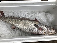 　今年馬祖野生鮸魚產量銳減，過年想要年年有鮸魚恐怕越來越難了。（圖／文：陳鵬雄）