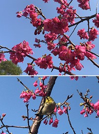 　西莒的山櫻花陸續綻放，綠繡眼畫眉穿梭花間，為春天譜上樂曲，傳送春的氣息。（圖／文：宋幸儒）