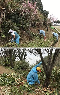 為維護整體景觀與凸顯櫻花之美,產發處展開勝天公園、儲水澳淨水廠、媽祖宗教文化園區草木修剪和養護工作。(圖/文:吳嘉榮)