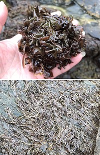 　野生紫菜－大自然賦予馬祖的海上珍品，因產量少，口感佳，大部分都留著自用或送禮，市面上少有人販售。（圖／文：宋幸儒）