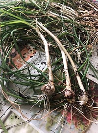 　東莒麥蔥現身，現在身型略小，約在兩禮拜即可採收。（圖／文：蔡夢玲）