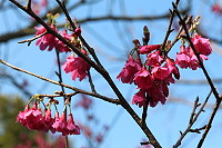 　全村一起來熱鬧！（圖與文：張登傑、陳樂團）