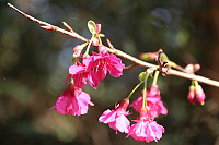 　全村一起來熱鬧！（圖與文：張登傑、陳樂團）