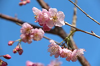 　全村一起來熱鬧！（圖與文：張登傑、陳樂團）