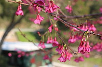 　全村一起來熱鬧！（圖與文：張登傑、陳樂團）