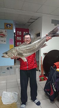 東莒今年度目前最大的鱸魚,重達18斤,由陳怡忠釣獲。(文:蔡夢玲、圖:陳怡忠提供)