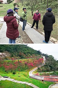 縣府產發處25日邀請樹木專家來馬現勘,提供櫻花照護專業諮詢與技術指導及春節前一起賞花。(圖/文:吳嘉榮)