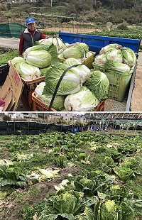 坂里冬令三寶蔬菜進入季尾,最後一批白菜採收,但仍有部分因品質不良只能當作堆肥。(圖/文:陳鵬雄)