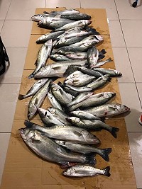 近日馬祖地區雲霧繚繞,各島都傳出鱸魚大咬釣況,其中又以莒光地區數量較多。(圖:蔡夢玲)