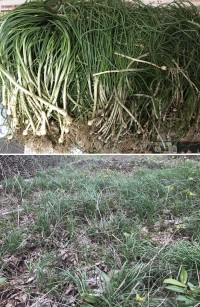 西莒麥蔥現蹤,不過未達以往的標準,預計還要再等1至2星期。(圖/文:宋幸儒)