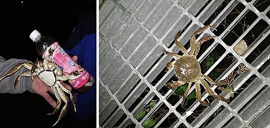 北竿羽球館附近有同學發現一隻淡水大毛蟹,討論後當場決定放生。(圖:中山國中同學提供)