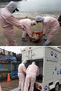 馬祖南竿津沙澳口6日上午驚傳發現死亡家禽一批,馬祖岸巡隊經勘查後證實為死亡紅頭鴨10隻,立即實施消毒作業,後續交由連江縣政府產發處帶回動物之家燒燬。(圖:馬祖岸巡隊)