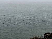 　橋仔漁民掛養海帶漸漸長成，預估4月中旬開始採收。（圖／文：陳鵬雄）
