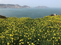 　時值油菜花盛開季節，馬祖山坡野地隨處可見黃澄澄油菜花，大片油菜花迎著海風飄逸，與海裡的朵朵浪花相呼應，這一片山海美景只有馬祖才有。（圖與文：陳鵬雄）