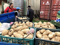 　&#22338;里今年最後一批蘿蔔收成，農民忙著集運秤重。（圖／文：陳鵬雄）