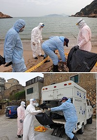 　馬祖岸巡隊昨日在復興澳口發現死亡羊隻屍體，立即銷毀處理並進行環境消毒。（圖：馬祖岸巡隊）