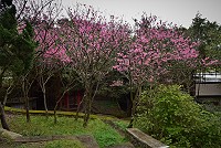 　東引如意山莊十餘棵山櫻花，綻放緋紅花朵，燦爛好看。（圖／文：陳其敏） 