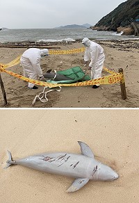 馬祖第10岸巡隊昨日上午在復興澳口發現死亡露脊鼠海豚。(圖:馬祖岸巡隊)