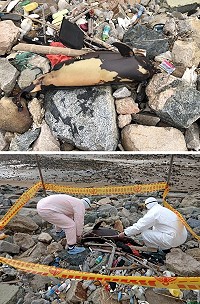 馬祖又見瀕危露脊鼠海豚死亡,岸巡拍照存證後將豚體就地掩埋。(圖:馬祖岸巡隊)