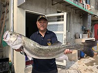 　今年最大尾。（圖與文：陳鵬雄）