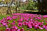 　落英繽紛。（圖／文：陳其敏）