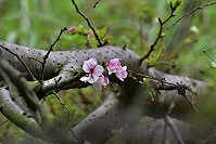 　東引北澳村附近山坡的吉野櫻，每年四月盛開。（圖/文：陳其敏） 