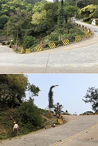 北竿環島東路「安全第一」段展開路樹清除,以改善行車視線。(圖/文:陳鵬雄)