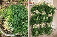 　香氣十足的野生麥蔥，是馬祖人記憶中不可或缺的春天味道。（圖／文：蔡夢玲)