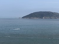 　追鱸。（圖與文：陳鵬雄）