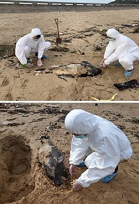 第十岸巡隊5日上午於馬祖北竿鄉鐵拳沃沙灘,發現一隻已死亡鯨豚,為連江縣今年第5隻。(圖:第十岸巡隊)