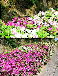 時序進入4月,往年讓旅客驚艷的杜鵑花,近期開始恣意綻放,有白、有紅、有粉紅,艷麗色彩告訴大家春的訊息;現正值盛開季節,花朵茂盛艷麗,歡迎鄉親旅客抽空前往欣賞。(圖/文:曹重偉)