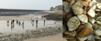 南風天,東莒福正沙灘挖沙蚌最佳時機!(圖/文:蔡夢玲)
