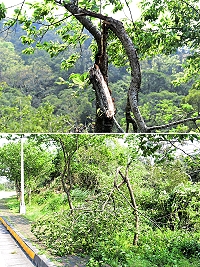 　中山門往儲水澳淨水廠的一整排山櫻花，已成為鄉親必去的賞櫻熱點，不過近日其中一株竟「攔腰折斷」，發現民眾直呼心疼；縣府產發處表示會擇時前往現勘。（圖／文：曹重偉）