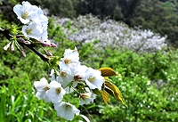 　「櫻」姿煥發。（圖與文：陳其敏）
