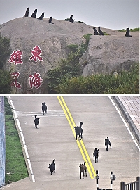 　東引南澳聚落近來深夜不安寧，流浪犬成群結隊盤據「東海雄風」，叫囂吵鬧，讓人無法好眠。（圖／文：陳其敏）