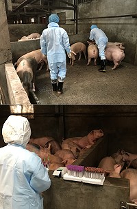 　農業科技研究院會同產發處11日上午對南竿養豬場的豬隻做抽血檢驗。（圖／文：吳嘉榮）