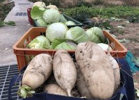 　寒流一波接一波，北竿農地白蘿蔔和高麗菜甜度破表。（圖／文：陳鵬雄）