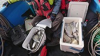 東莒鱸魚供不應求,年前價錢恐會調漲一波。(圖/文:蔡夢玲)