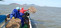 我漁民29日下午清除南竿牛角、黃官嶼岸礁違法章魚籠,起獲100多具。(圖:漁民提供)