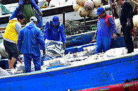 　東引地區近來捕獲不少白力魚，漁工進行揀選分裝。（圖／文：陳其敏）