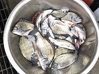 　農曆年前最後一波海象457，各島磯釣黑鯛大爆量。（圖／摘自臉書）