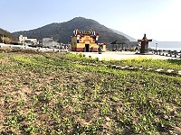 　今年雨量少，北竿&#22338;里天后宮前廣場油菜花生長不如預期。（圖／文：陳鵬雄）