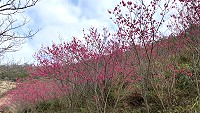 　南竿勝天公園步道兩旁滿樹的櫻花盛開，展現粉紅獨特魅力。（圖：馬管處）