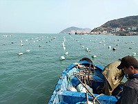 橋仔漁民展開海帶掛養前置作業,今年預估收成要比往年晚了近1個多月。(圖:橋仔漁民)